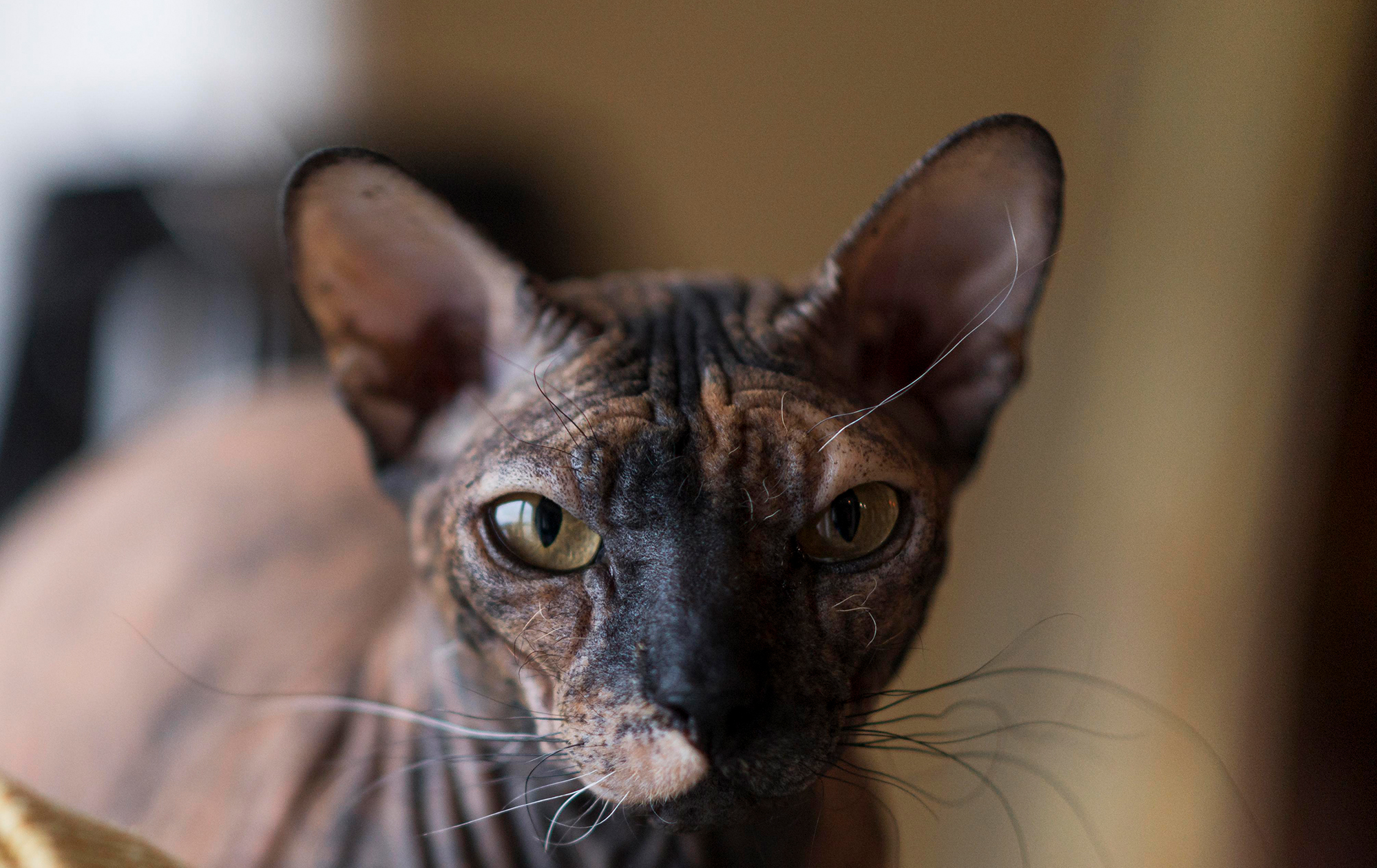 Будут прыгать по стенам: 5 самых энергичных кошек